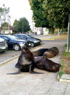 Seehunde auf der Straße