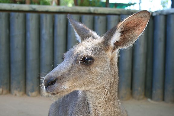 Känguru