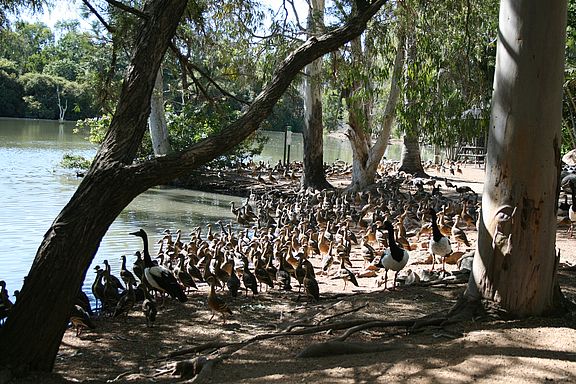Enten