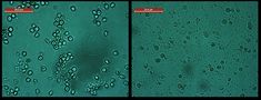 Algen-Suspension vor und nach dem Zellaufschluss