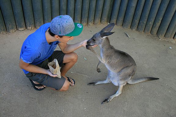 Känguru