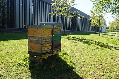 Zwei Bienenvölker leben jetzt auf der Wiese hinter dem Hörsaalgebäude der OTH in Weiden