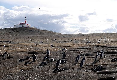 Pinguine