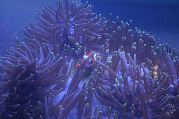 Nemo