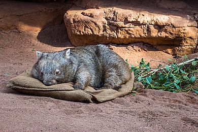 Wombat