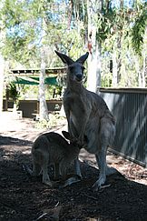 Känguru Mutter und Sohn