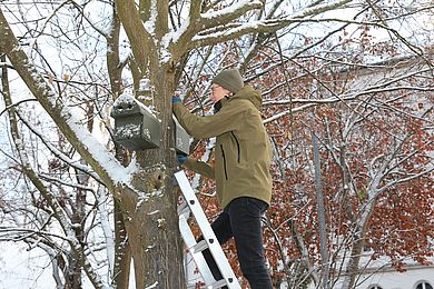 Student auf Leiter und hängt Nistekasten in den Baum