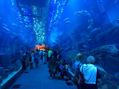 Dubai Mall Aquarium Tunnel