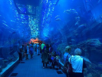 Dubai Mall Aquarium Tunnel