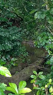 Kleiner Bach in Mandoumba