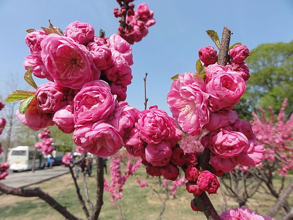 Blumen