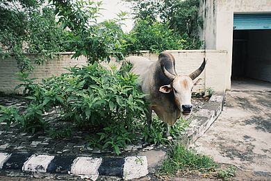 Typische Szenen aus Indien