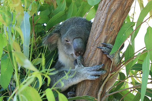 Koala