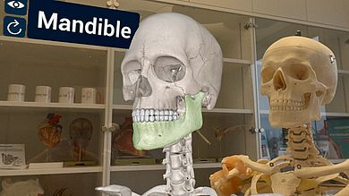 Anatomie im Raum: Spatial Computing ermöglicht die interaktive und dreidimensionale Darstellung anatomischer Strukturen im Raum, hier am Beispiel der Software 3D Organon.