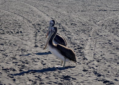 Strand in Pichilemu