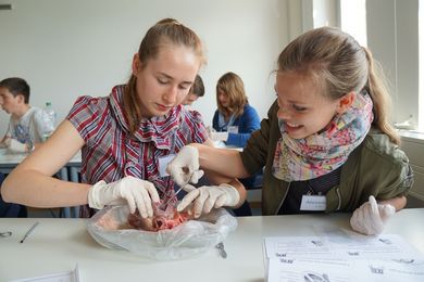 Zwei Schülerinnen sezieren ein Schweineherz.