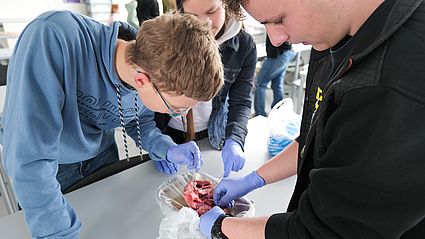 Im Rahmen des Ostbayerischen ScienceCamps durften die Schülerinnen und Schüler unter anderem auch ein Herz sezieren