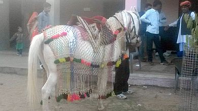 Der geschmückte Schimmel Der geschmückte Schimmel