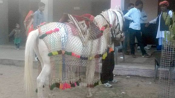 Der geschmückte Schimmel