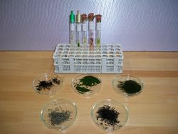 Untersuchung verschiedener Algen-Species