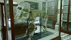 Höhlen in Malta und Gozo