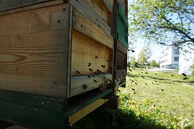 Auf dem Campus der OTH in Weiden leben jetzt zwei Bienenvölker