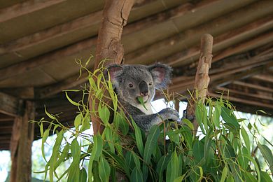 Koala