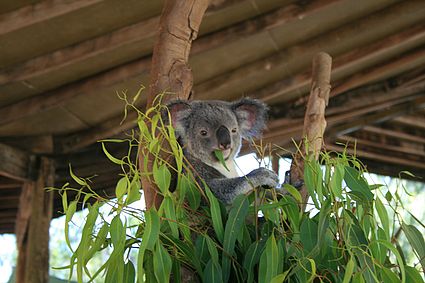 Koala