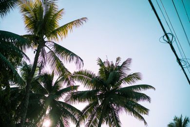 Palmen in Trivandrum