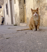 Katze Malta