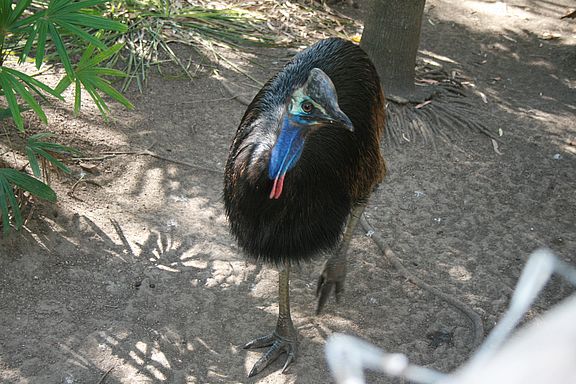 Cassowarie