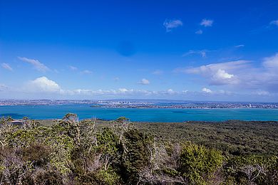 Landschaft mit Bäumen und Wasser in Neuseeland