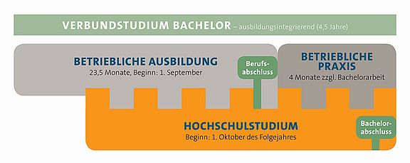 Verbundstudium Bachelor Übersichtsgrafik Verbundsstudiumsgrafik für mit den 3 Säulen: Betriebliche Ausbildung (23,5 Monate), Betriebliche Praxis (4 Monate) und parallelem Hochschulstudium.