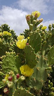 Malta's Schönheiten