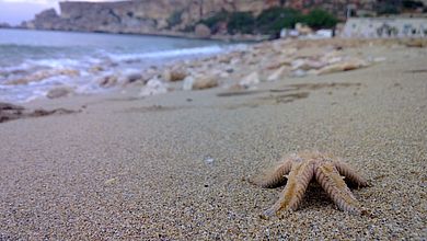 Seestern am Strand