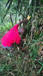 Auf der Suche nach geeignetem Bambus