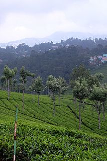 Teeplantagen in den Nilgiris-Mountains
