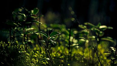 Governance, Wirtschaftsethik und Nachhaltigkeit