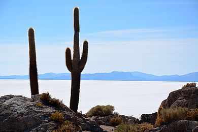 Uyuni - Isla del Pescado