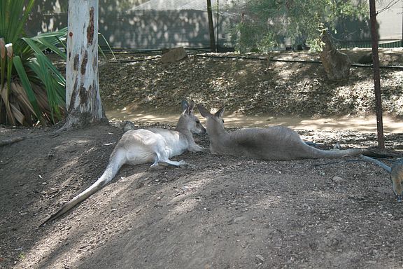 Liegendes Känguru