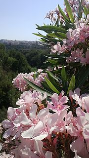 Rosa Blumen Malta
