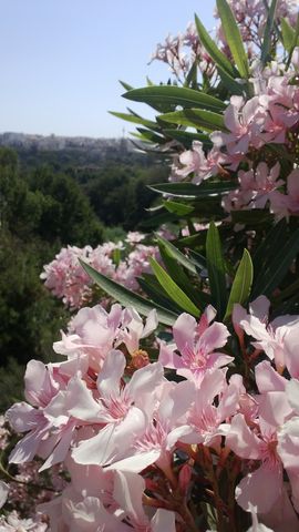 Rosa Blumen Malta
