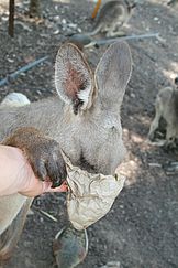 Känguru frisst aus der Tüte