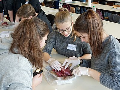 Beim Sezieren eines Schweineherzens